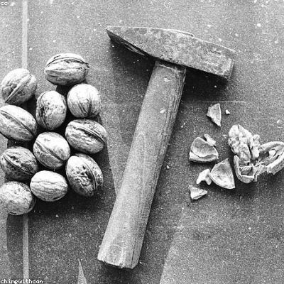 Organic Black Walnuts